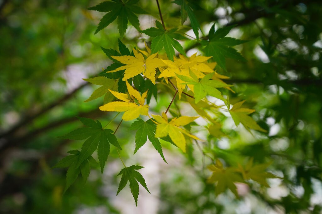 When to Plant Maple Trees