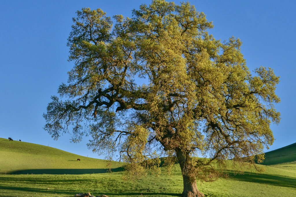 When to Prune Oak Trees