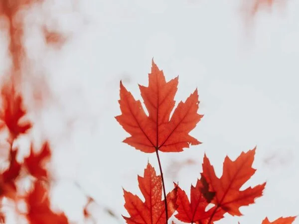 Why Is My Maple Tree Dying? Causes & Solutions