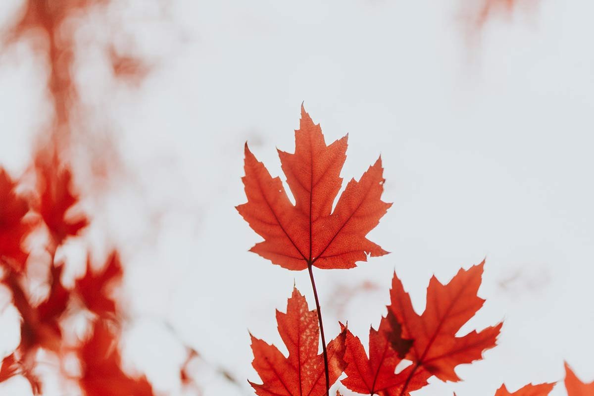 Why Is My Maple Tree Dying? Causes & Solutions