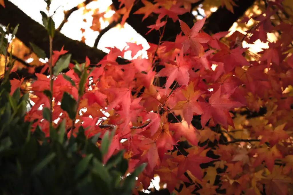 How to Draw a Maple Tree