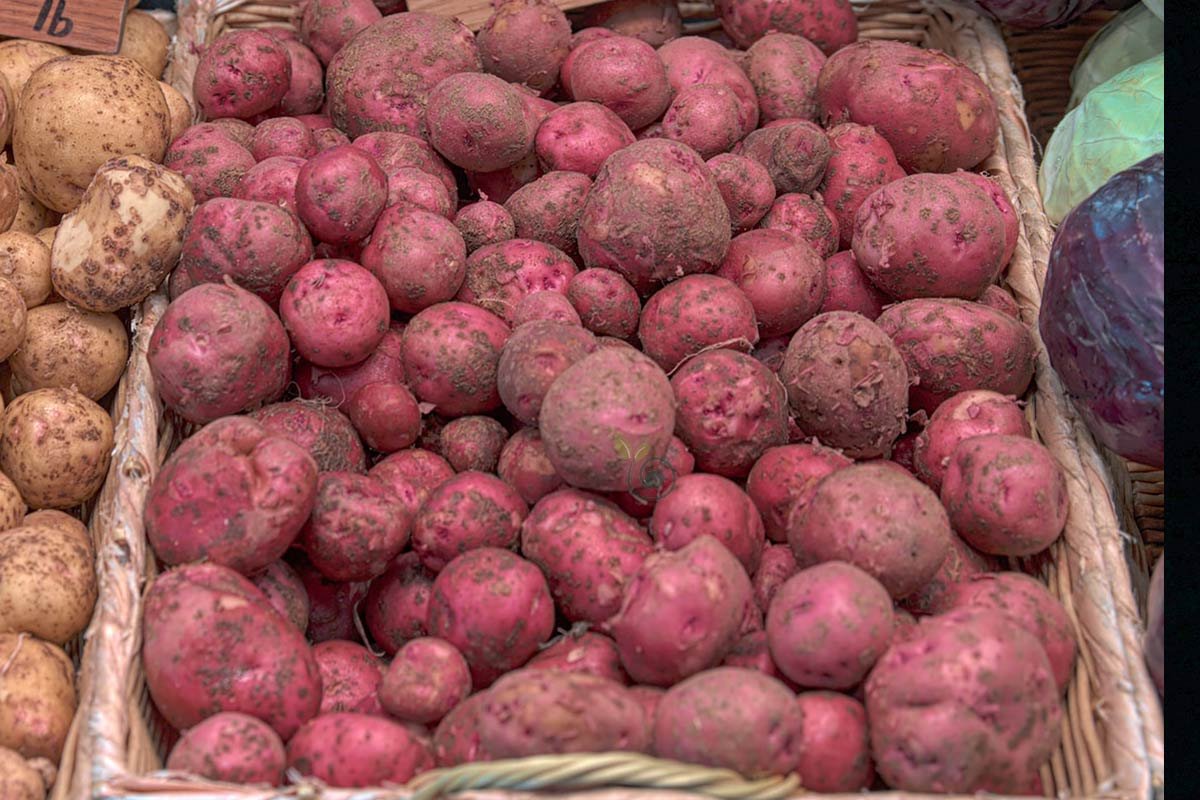 How Many Carbs in Red Potatoes: A Keto Guide