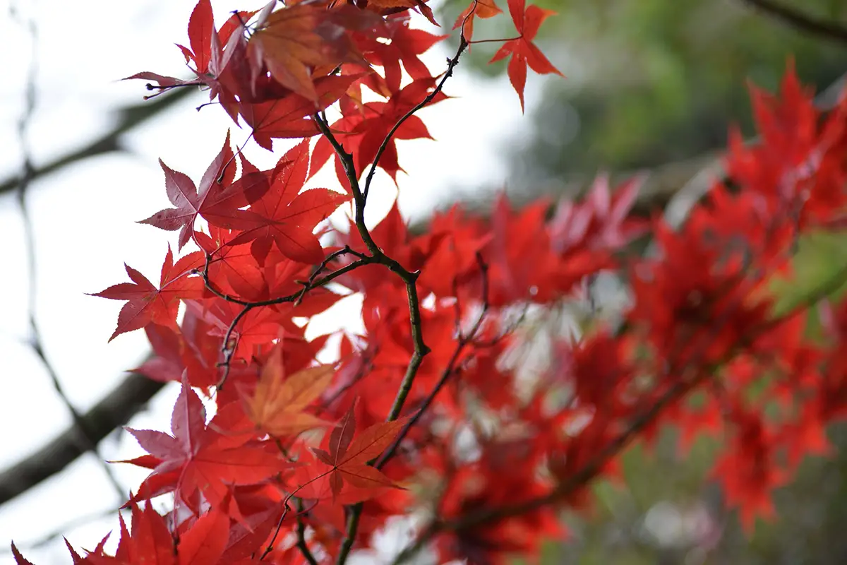 How To Identify Maple Trees In Winter Expert Tips