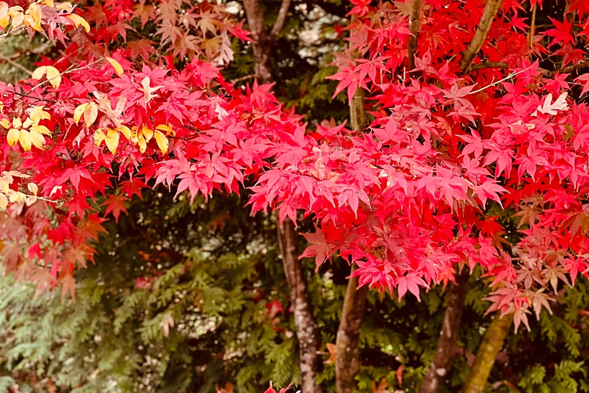 How to Plant a Red Maple Tree: Step-by-Step Guide