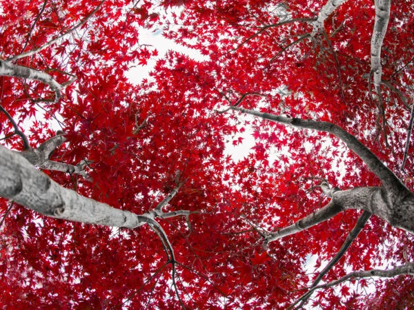 When to Trim Red Maple Trees: The Ultimate Guide