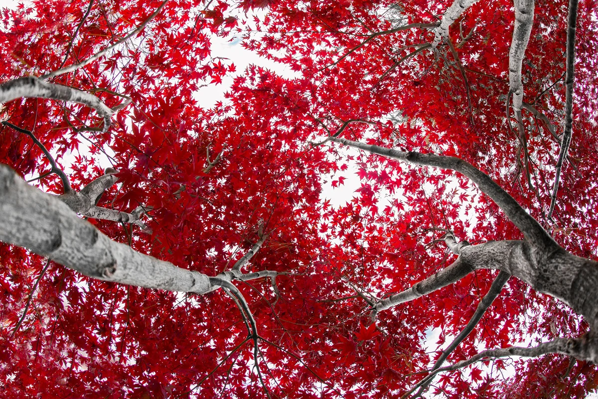 When to Trim Red Maple Trees: The Ultimate Guide