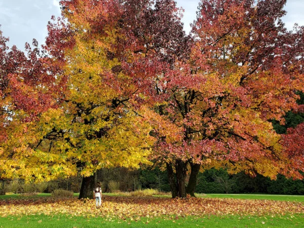 When to Prune a Maple Tree: Expert Tips