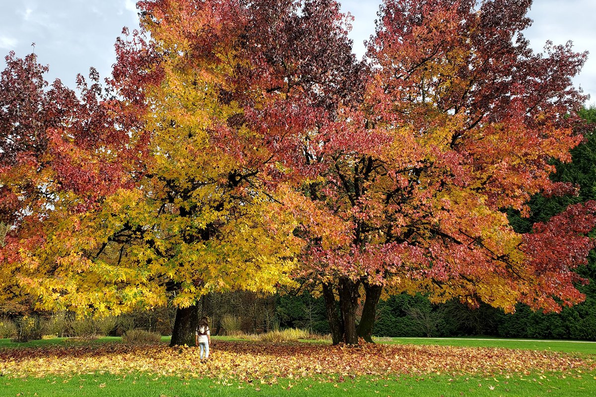 When to Prune a Maple Tree: Expert Tips