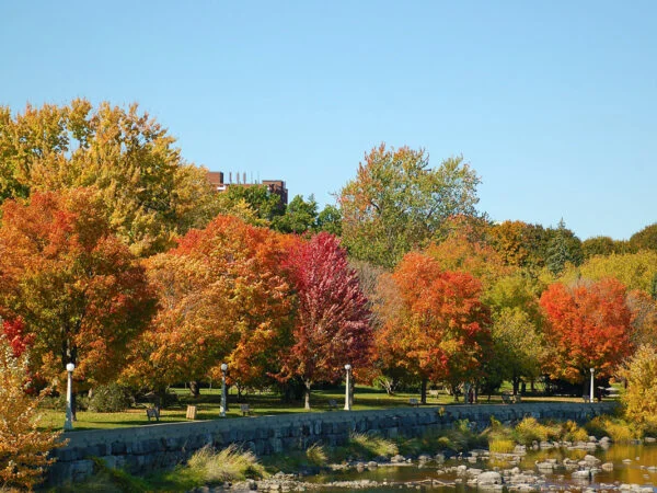 How to Identify Maple Trees: Types, Leaves, Bark - The Ultimate Guide