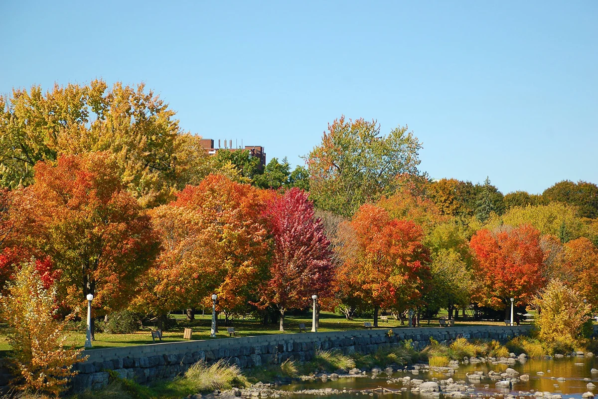 How to Identify Maple Trees: Types, Leaves, Bark - The Ultimate Guide