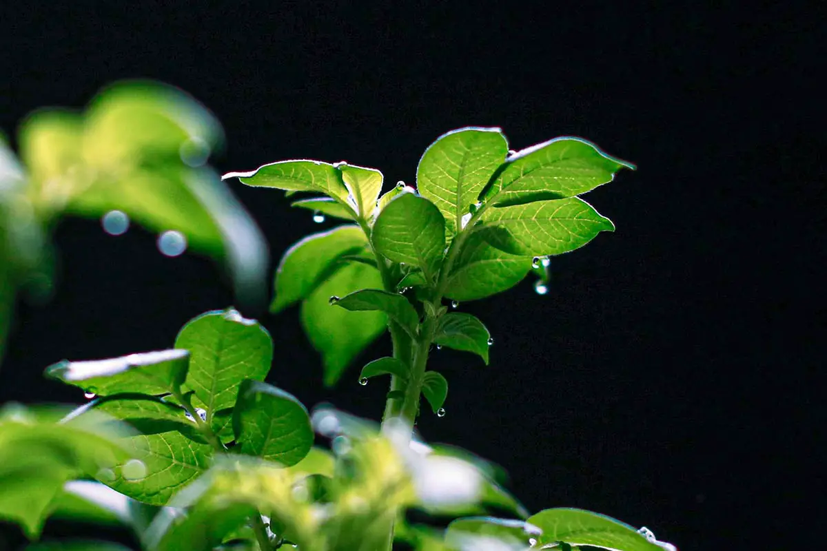 What Does a Potato Plant Look Like? Discover the Top Facts