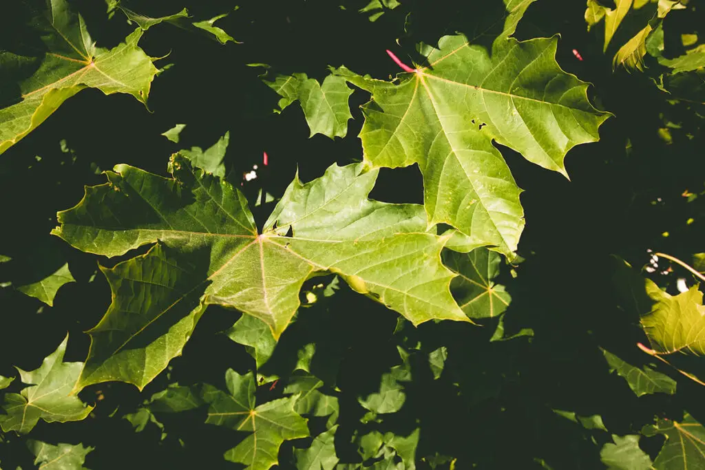 What Does a Sugar Maple Tree Look Like