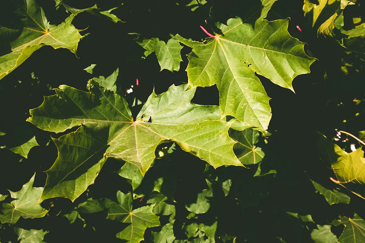 What Does a Sugar Maple Tree Look Like? 3 Easy Ways to Identify