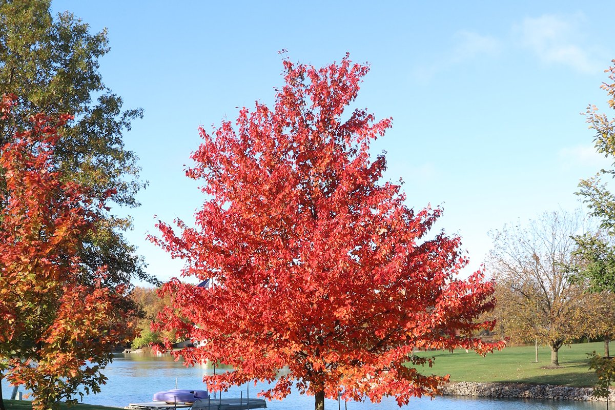 What is a Maple Tree? All You Need to Know!
