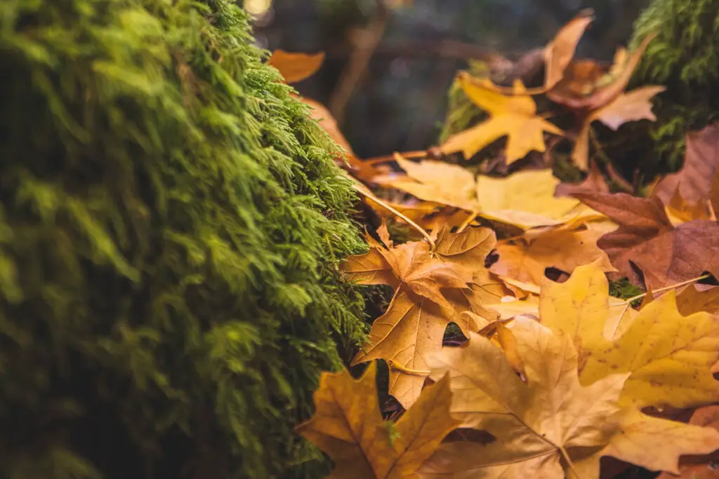 Where Are Maple Trees Found