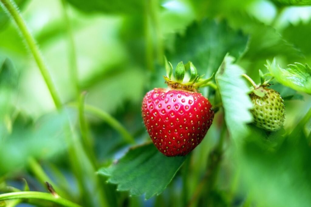 Can You Grow Strawberries from a Strawberry