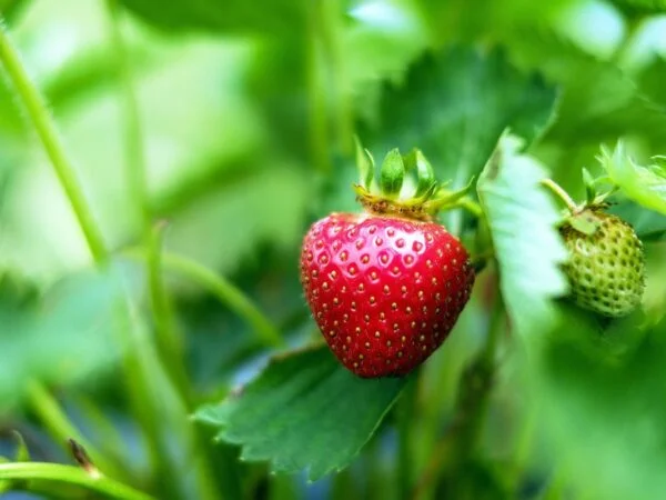 Can You Grow Strawberries from a Strawberry? Step-by-Step Guide