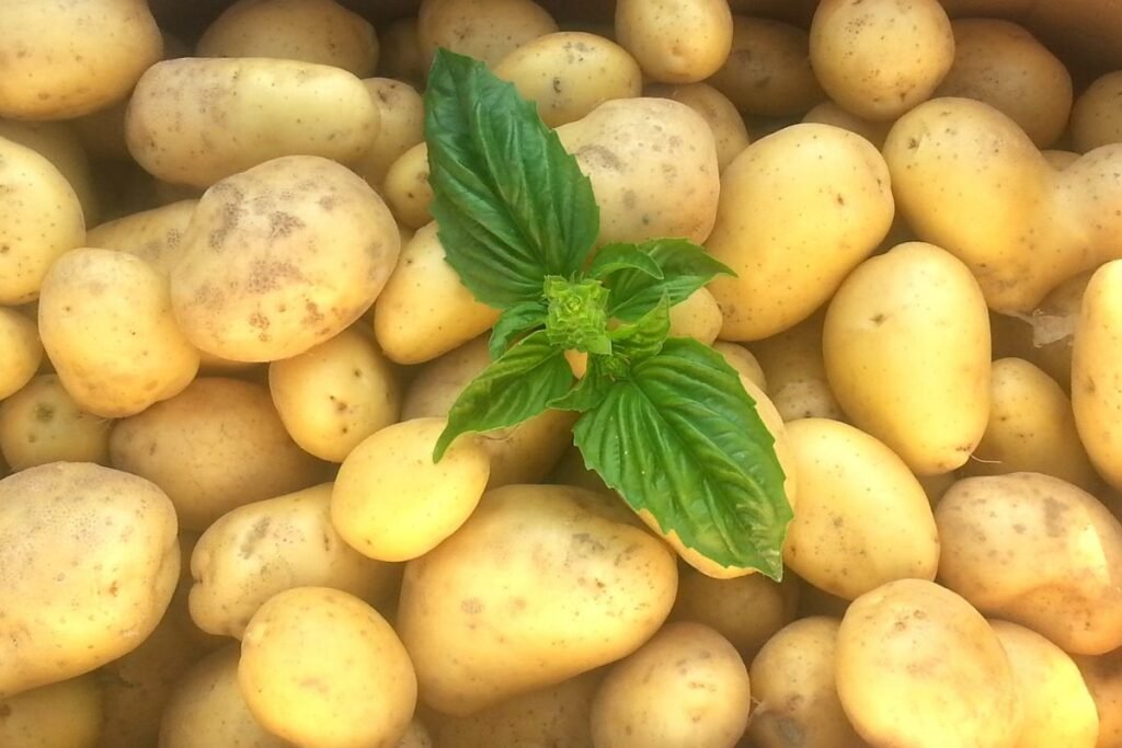 Can You Grow Potatoes Indoors 