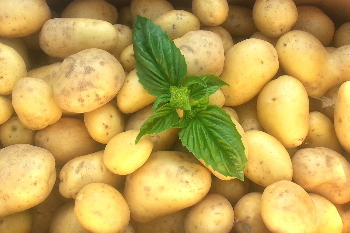 Can You Grow Potatoes Indoors? Tips for Year-round Harvest