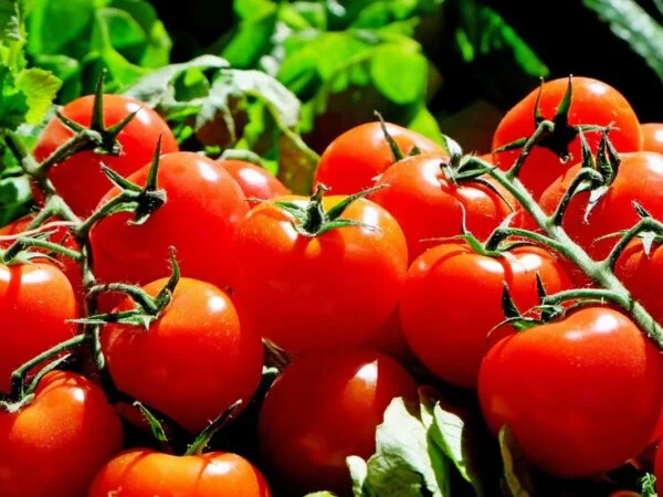 How Many Carbs in a Roma Tomato?