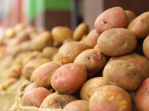 What is a Seed Potato? Guide to Planting: Ground, Pots & Straw