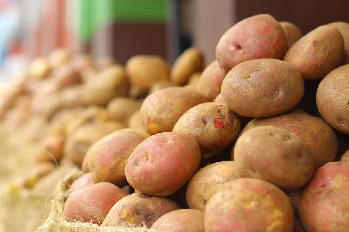 What is a Seed Potato? Guide to Planting: Ground, Pots & Straw