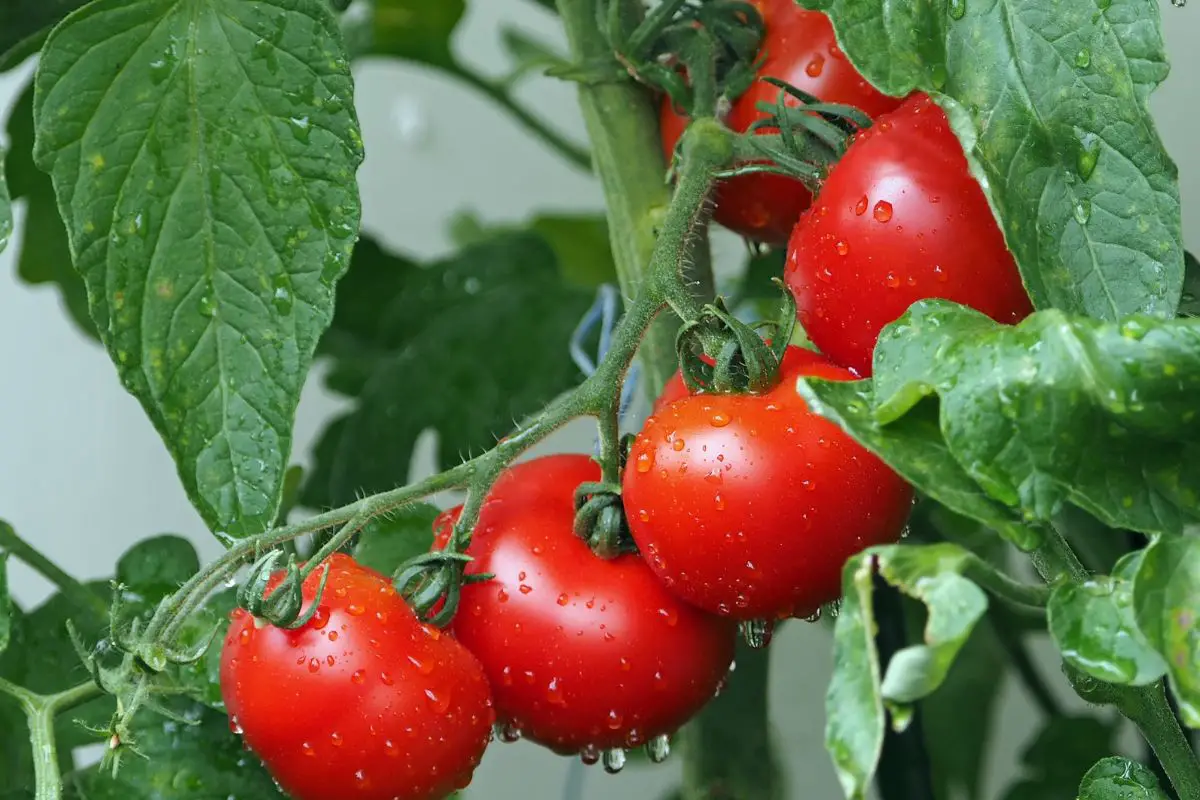 What Causes Tomato Leaves to Turn Yellow?