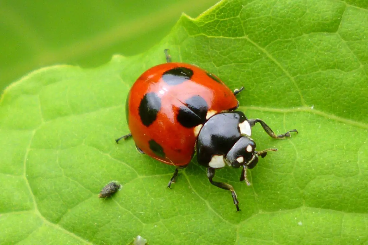 What Does a Potato Bug Look Like? Identification and Removal Tips