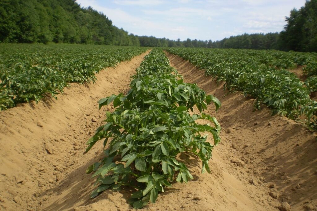 When to Plant Potatoes in Georgia