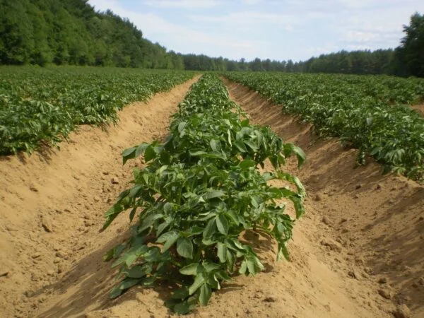 When to Plant Potatoes in Georgia | Expert Tips