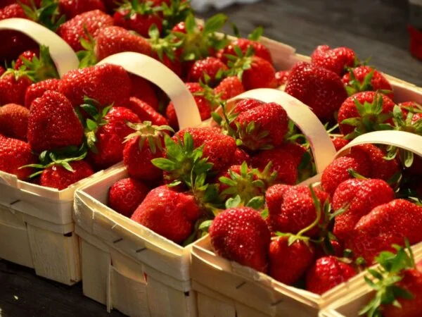 When to Transplant Strawberries: Best Timing for Healthy Plants