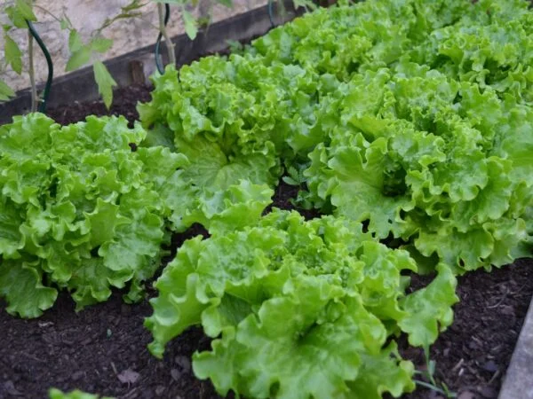 Can You Be Allergic to Lettuce? Risks, Symptoms & Alternatives