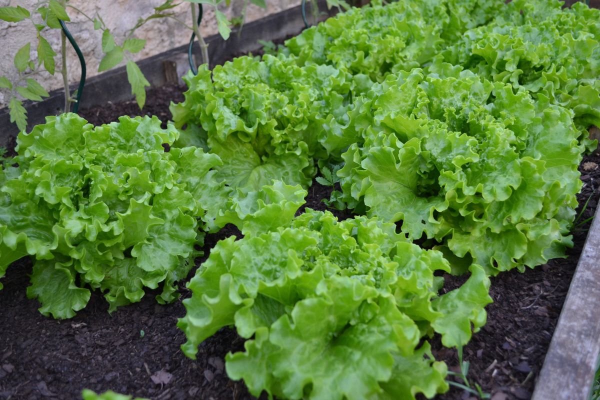 Can You Be Allergic to Lettuce? Risks, Symptoms & Alternatives