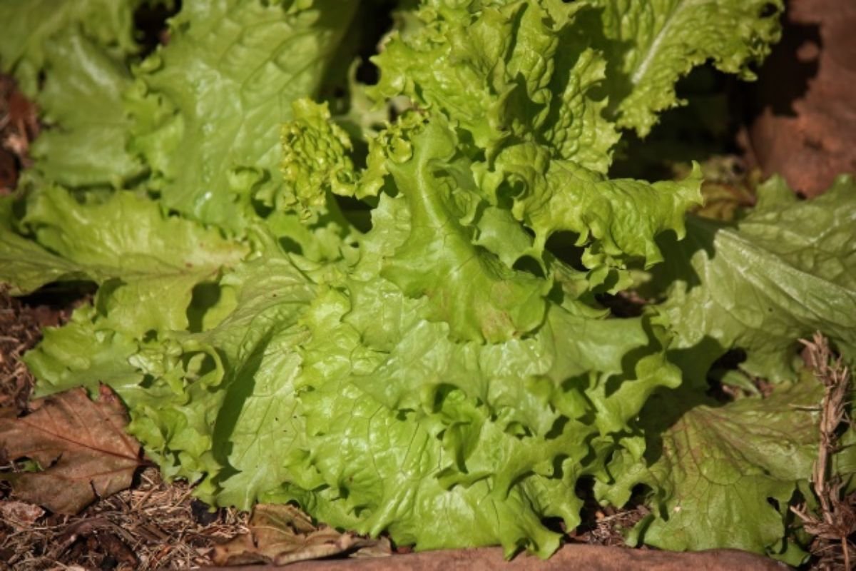 Can You Eat Brown Lettuce? Safety & Tips