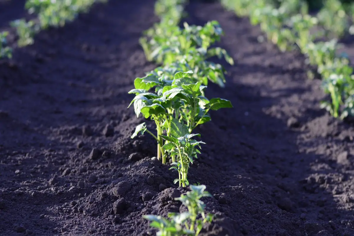 Can You Plant Potatoes in Fall? A Late Harvest Guide!