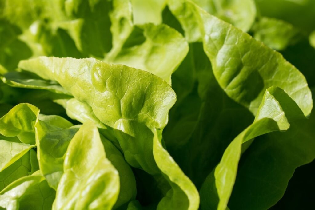 How to Chop Lettuce