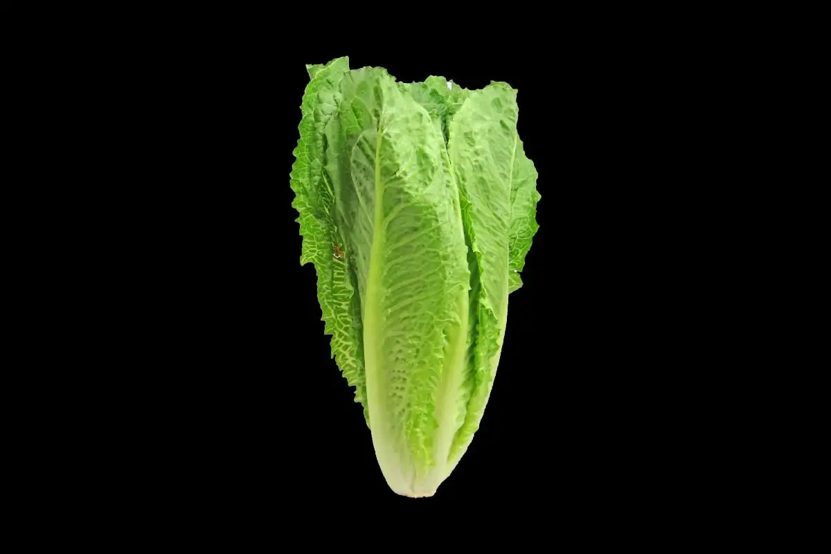 How to Cut Romaine Lettuce: Quick and Easy Steps