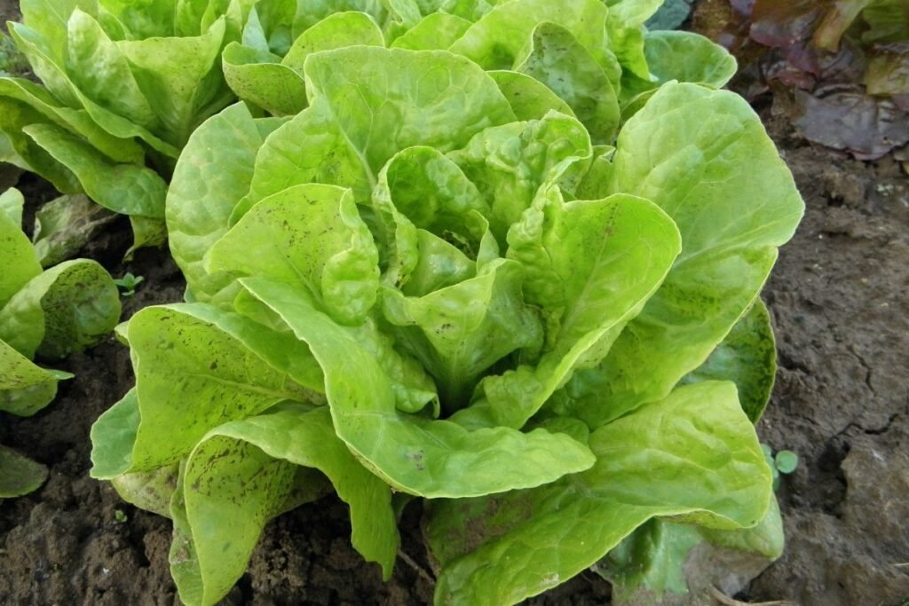 How to Dry Lettuce