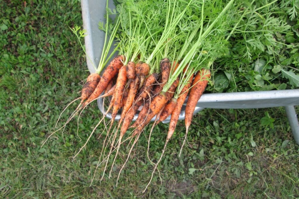 How to Grow Carrots from Seeds