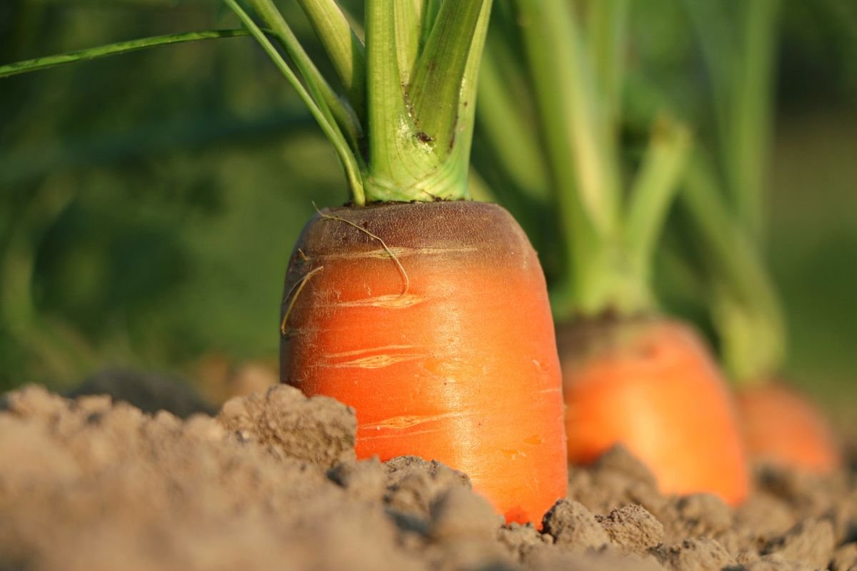 How to Grow Carrots in Containers: Expert Tips