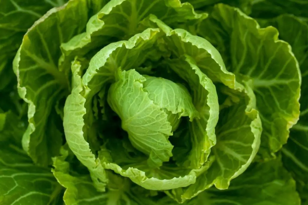 How to Grow Iceberg Lettuce