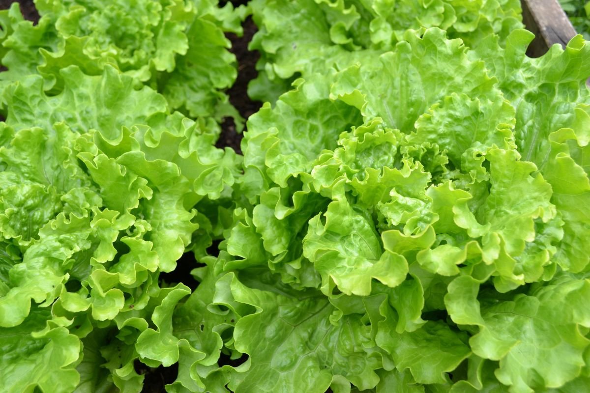 How to Keep Shredded Lettuce Fresh: Top Storage Tips!