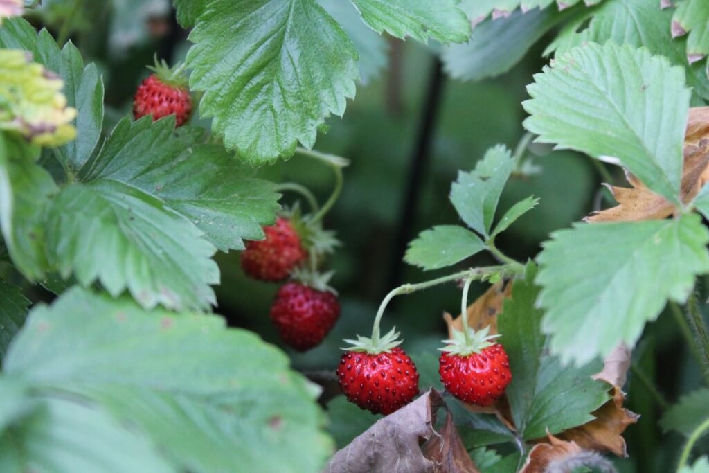 How to Plant Bare Root Strawberries