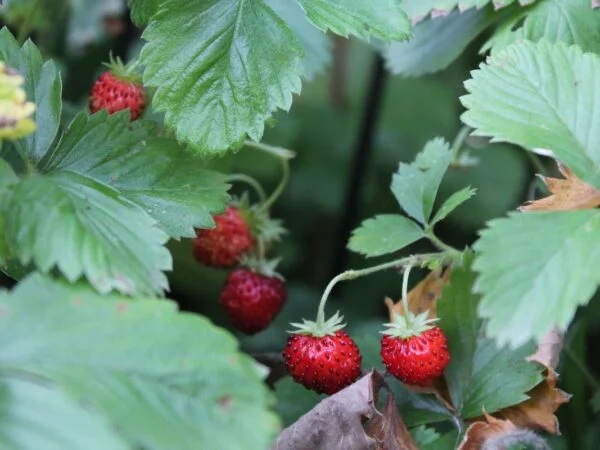 How to Plant Bare Root Strawberries: 6 Easy Steps