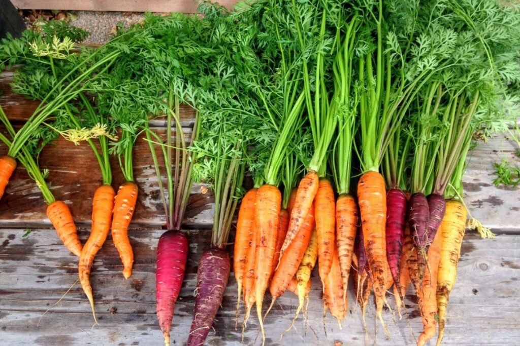 How to Plant Carrots from Seeds