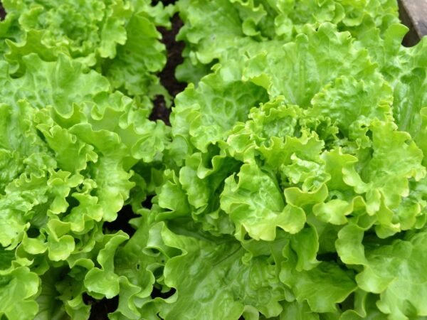 How to Tell If Lettuce Is Bad: Tips and Shelf Life