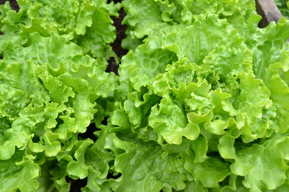 How to Tell If Lettuce Is Bad: Tips and Shelf Life