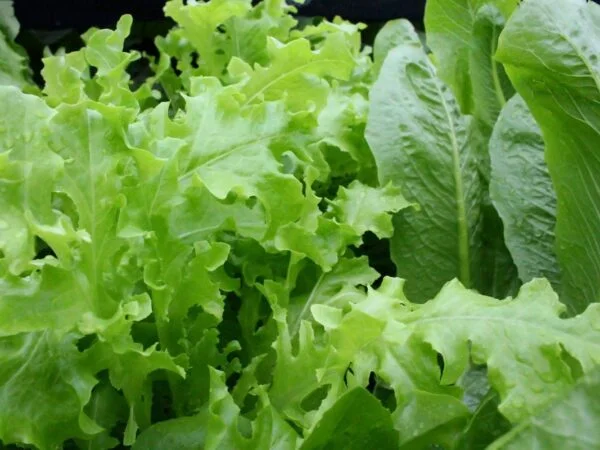 How to Wash Lettuce Head: Quick Tips for Crisp Greens