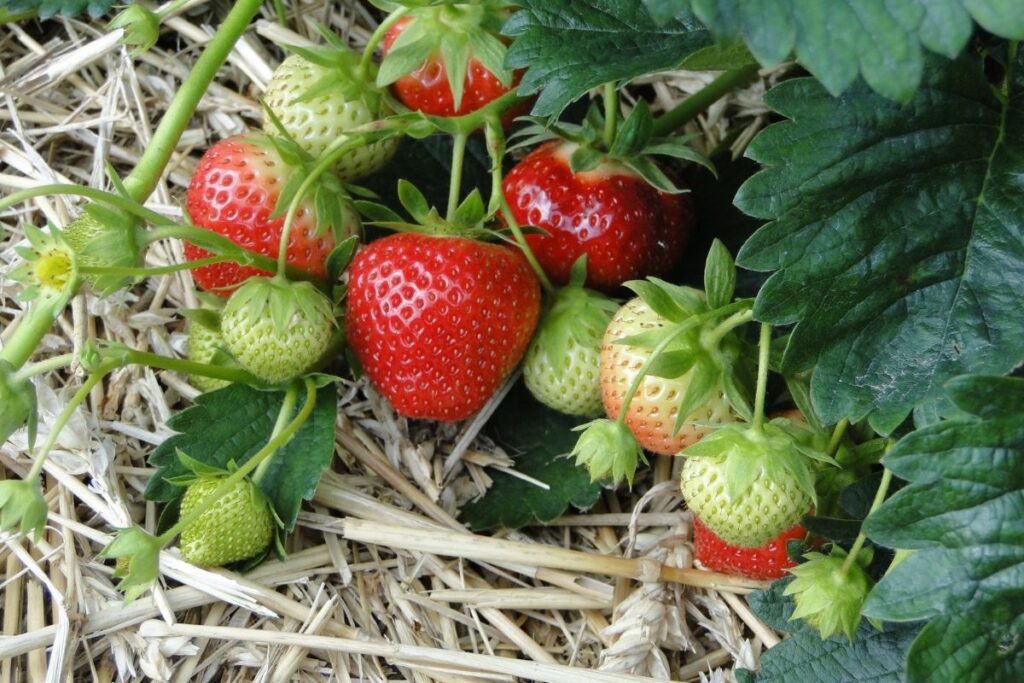 What to Do with Strawberry Plants