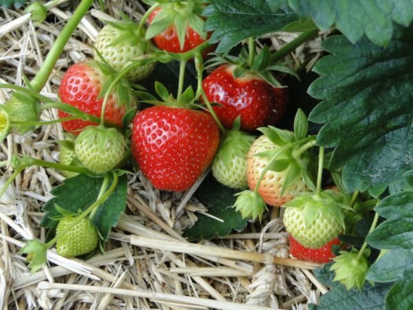 What to Do with Strawberry Plants: Winter Care Tips!